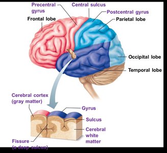 Lateral view of the brain showing lobes and sulci