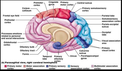 Functional areas of the cerebral cortex