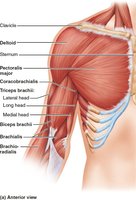 Anterior view of shoulder and arm muscles