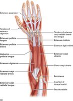Posterior forearm muscles acting on wrist and fingers
