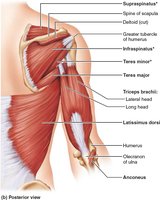 Posterior view of shoulder and arm muscles including rotator cuff