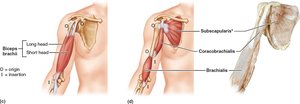 Muscles involved in elbow flexion, including biceps brachii and brachialis