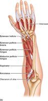 Deep posterior forearm muscles including supinator and abductor pollicis longus