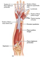 Anterior forearm muscles acting on wrist and fingers, deepest layer