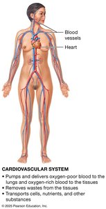 Cardiovascular system