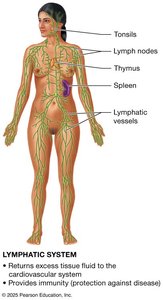 Lymphatic system