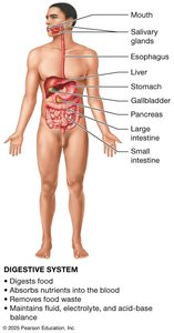 Digestive system