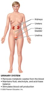 Urinary system