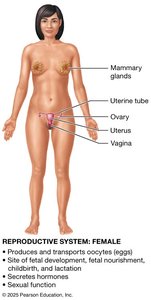 Reproductive system male
