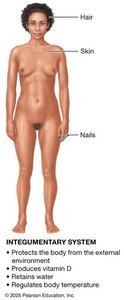 Integumentary system