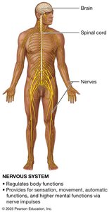 Nervous system
