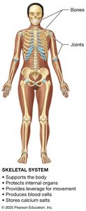 Skeletal system