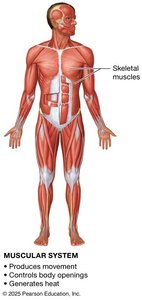 Muscular system
