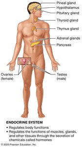 Endocrine system