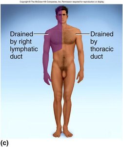Drainage of thorax showing lymphatic trunks and ducts