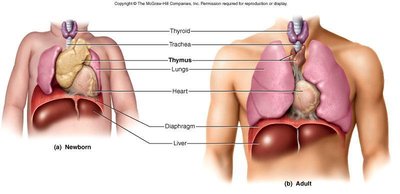 Thymus gland in newborn and adult