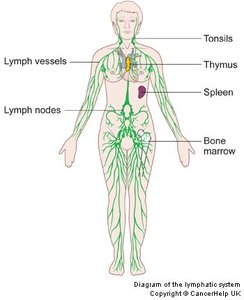 Diagram of the lymphatic system