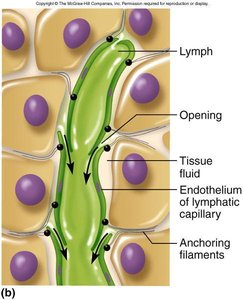 Lymphatic capillary structure