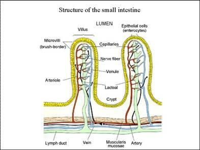 Structure of the small intestine showing lacteals