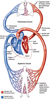 Diagram of pulmonary and systemic circulation