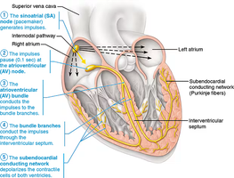 Diagram of the heart's conduction system