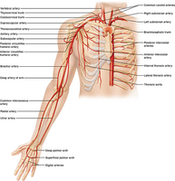 Major arteries of the upper limb
