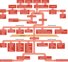 Systemic arterial branches from the aorta