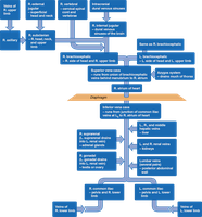 Systemic venous branches to the venae cavae