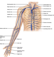 Major veins of the upper limb