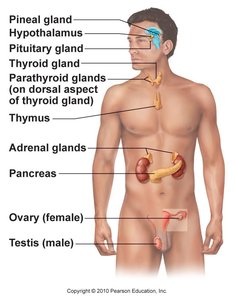 Diagram of the major endocrine glands in the human body