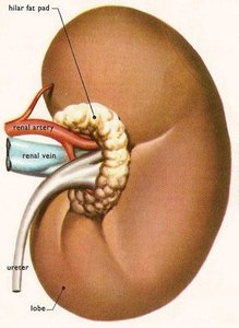 Diagram of the kidney showing the effect of ADH on water reabsorption