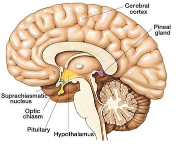 Sagittal section of the brain showing the hypothalamus and pituitary gland