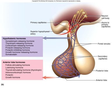 Diagram of hypothalamic and anterior pituitary hormones and their pathways
