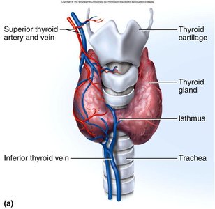 Anatomy of the thyroid gland and its location relative to the trachea