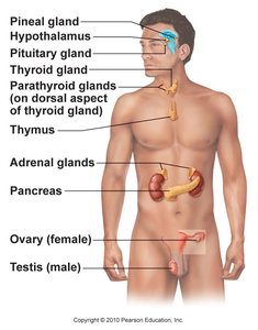 Diagram of major endocrine glands in the human body