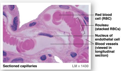 Rouleaux formation in capillaries