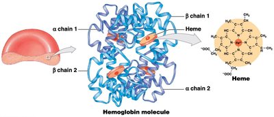 Hemoglobin molecule structure