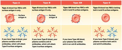 Blood type antigens and antibodies