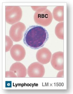 Lymphocyte under microscope