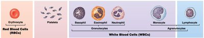 Platelets description and function