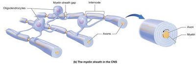 Myelin sheath in the CNS