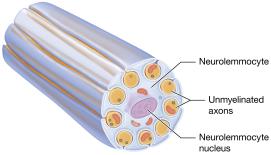 Unmyelinated peripheral axons and neurolemmocytes