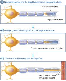 Regeneration tube formation and reconnection