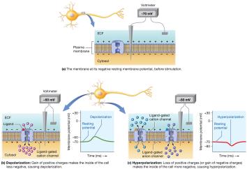 Ion movements leading to changes in membrane potential