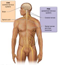 Structure of the nervous system