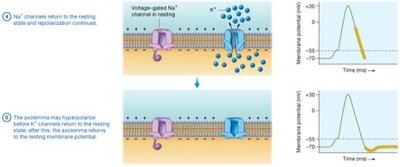Events of an action potential