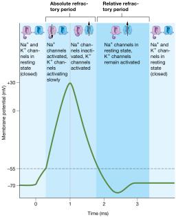 Refractory periods of an action potential