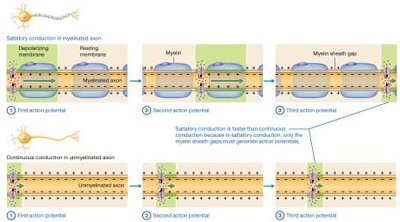 Comparison of saltatory and continuous conduction