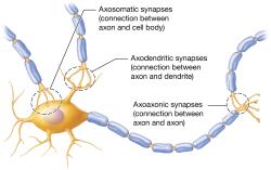 Structural types of synapses