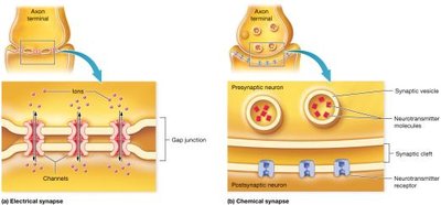 Structures of electrical and chemical synapses